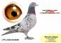 PL-0350-26-6646    Super kojarzenie na PITERA !!!