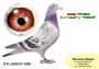 PL-0350-26-6646    Super kojarzenie na PITERA !!!