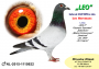 PL-0350-26-6647   Linia LEO  Heremans x Inbred „JEDYNKI od Kopytko ASP x Brat ACHILLESÓW