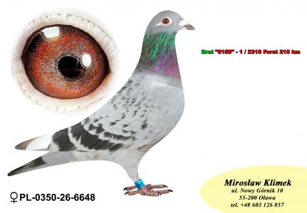 PL-0350-26-6648  linia LEO HEREMANSA x syn „ELZY” 2 x 1 konk