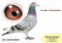 PL-0350-26-6648  linia LEO HEREMANSA x syn „ELZY” 2 x 1 konk