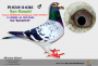 PL-0350-26-6648  linia LEO HEREMANSA x syn „ELZY” 2 x 1 konk