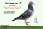 PL-0350-26-6648  linia LEO HEREMANSA x syn „ELZY” 2 x 1 konk