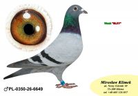 PL-0350-26- 6649  linia LEO HEREMANSA x syn „ELZY” 2 x 1 konk