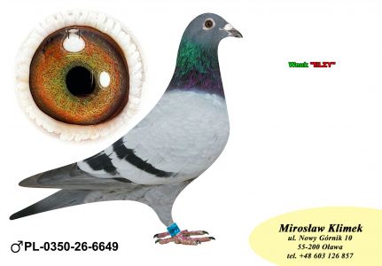 PL-0350-26- 6649  linia LEO HEREMANSA x syn „ELZY” 2 x 1 konk