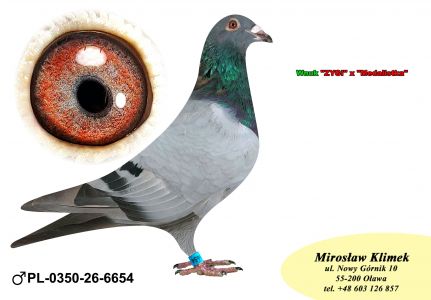 PL-0350-26-6654   Syn „ZYGI 9104” x linia MEDALISTKI