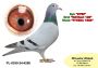 PL-0350-26-6654   Syn „ZYGI 9104” x linia MEDALISTKI