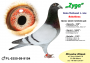 PL-0350-26-6654   Syn „ZYGI 9104” x linia MEDALISTKI