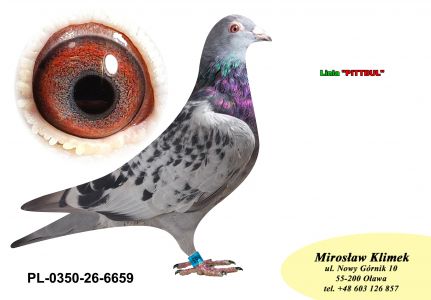 PL-0350-26-6659   Inbred PITBULL 777 x siostra Clary 3 x 1