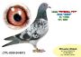 PL-0350-26-6659   Inbred PITBULL 777 x siostra Clary 3 x 1
