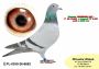 PL-0350-26- 6662 Wnuczka  „BRZESKIEJ 248” – 6’ AS Polski w kategorii „G” 8,123 coeff!!! X siostra Olimpijczyka TYTAN w kat „A” 2 ‘ AS POLSKI