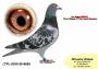 PL-0350-26-6665    linia SUPER SCHALI x córka Olimpia „TYTAN Henrii MENTENA