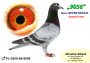 PL-0350-26-6665    linia SUPER SCHALI x córka Olimpia „TYTAN Henrii MENTENA