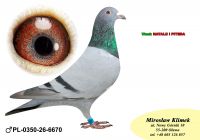PL-0350-26-6670   wnuk  Natalii i Pitera x Inbred „1360” MTM PAŁKI od POLATYŃSCY