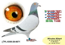PL-0350-26-6671    Linia „LEO” Heremansa czołówka POLSKI w Klasie STANDRD !!!