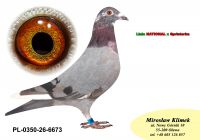 PL-0350-26-6673  „Wnuk  SPRINTERKI i NATIONALA ” oraz  linia AS 10086
