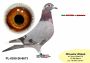 PL-0350-26-6673  „Wnuk  SPRINTERKI i NATIONALA ” oraz  linia AS 10086