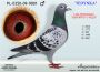 PL-0350-26-6673  „Wnuk  SPRINTERKI i NATIONALA ” oraz  linia AS 10086
