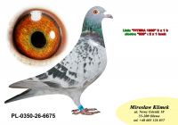 PL-0350-26-6675  Wnuk Super SCHALI x Syn PITERA 3 X 1 KONK x Inbred Rzepka