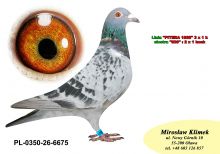 PL-0350-26-6675  Wnuk Super SCHALI x Syn PITERA 3 X 1 KONK x Inbred Rzepka