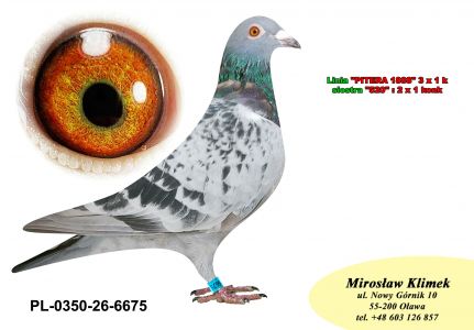 PL-0350-26-6675  Wnuk Super SCHALI x Syn PITERA 3 X 1 KONK x Inbred Rzepka