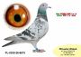 PL-0350-26-6675  Wnuk Super SCHALI x Syn PITERA 3 X 1 KONK x Inbred Rzepka
