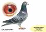 PL-0350-26-6675  Wnuk Super SCHALI x Syn PITERA 3 X 1 KONK x Inbred Rzepka