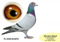 PL-0350-26- 6676  Wnuk Super SCHALI x Syn PITERA 3 X 1 KONK x Inbred Rzepka