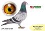 PL-0350-26- 6676  Wnuk Super SCHALI x Syn PITERA 3 X 1 KONK x Inbred Rzepka