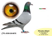 PL-0350-26-6678  Wnuk PITERA   x siostra Olimpijczyka TYTAN