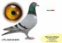 PL-0350-26-6678  Wnuk PITERA   x siostra Olimpijczyka TYTAN