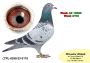 PL-0350-26-6678  Wnuk PITERA   x siostra Olimpijczyka TYTAN