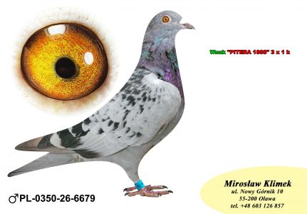 PL-0350-26-6679  Wnuk PITERA   x siostra Olimpijczyka TYTAN