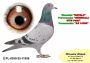 PL-0350-26-6679  Wnuk PITERA   x siostra Olimpijczyka TYTAN