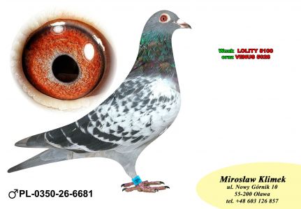 PL-0350-26-6681     Wnuk  „LOLITY- 5100” , która wylatała w swojej karierze  46 konk w tym 37 konkursów w TOP 100 oraz  linia „GENERAŁA” od MTM PAŁKI
