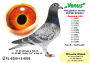 PL-0350-26-6682     Wnuczka „LOLITY- 5100” , która wylatała w swojej karierze  46 konk w tym 37 konkursów w TOP 100 oraz  linia „GENERAŁA” od MTM PAŁKI