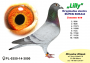 PL-0350-26-6683   linia Słynnego „Płowego 520” x „Venus” Super schali