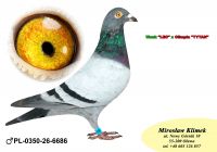 PL-0350-26- 6686  OLIMPIA TYTAN linia Henrii MENTENA x syn LEO i LEONKI