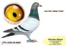 PL-0350-26- 6686  OLIMPIA TYTAN linia Henrii MENTENA x syn LEO i LEONKI
