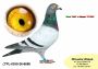 PL-0350-26- 6686  OLIMPIA TYTAN linia Henrii MENTENA x syn LEO i LEONKI