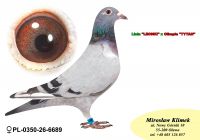 PL-0350-26-6689   linia SUPER SCHALI oraz LINIA OLIMPIA „TYTAN Henrii MENTENA