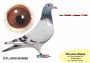 PL-0350-26-6689   linia SUPER SCHALI oraz LINIA OLIMPIA „TYTAN Henrii MENTENA