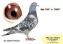 PL-0350-26-6689   linia SUPER SCHALI oraz LINIA OLIMPIA „TYTAN Henrii MENTENA