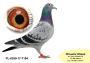 PL-0350-26-6689   linia SUPER SCHALI oraz LINIA OLIMPIA „TYTAN Henrii MENTENA