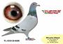 PL-0350-26-6690  Wnuk / wnuczka  NATALII i PITERA  (bardzo mocne parowanie- inbred)