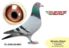 PL-0350-26-6691  Wnuk NATALII i PITERA  (bardzo mocne parowanie- inbred)