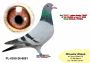PL-0350-26-6691  Wnuk NATALII i PITERA  (bardzo mocne parowanie- inbred)