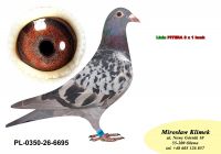 PL-0350-26-6695  linia Henrii Mentena – Olimpia TYTA oraz linia ROXI x Linia PITERA 3 x 1 konk
