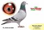 PL-0350-26-6695  linia Henrii Mentena – Olimpia TYTA oraz linia ROXI x Linia PITERA 3 x 1 konk