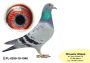 PL-0350-26-6695  linia Henrii Mentena – Olimpia TYTA oraz linia ROXI x Linia PITERA 3 x 1 konk